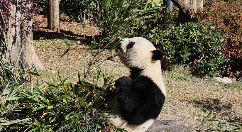 Nem a cuki pandákról szól? Kína Washingtont kóstolgatja Japánon keresztül