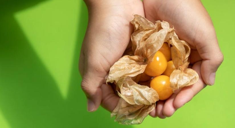 Kisebb, finomabb: génszerkesztéssel újították meg a földicseresznyét