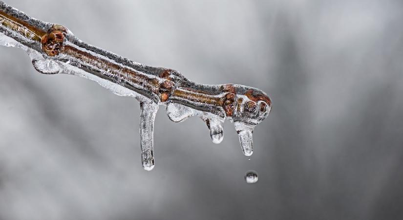 Februárban nyílik a fagykáros ültetvények cseréjéről szóló pályázat