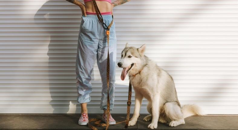 Nem mindig jó jel, ha a kutyád túl engedelmes