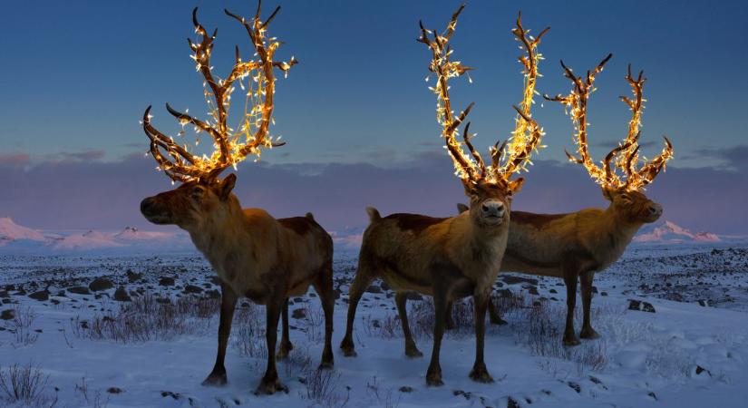 Három rénszarvas élőben – több mint egymillió finn figyeli őket árgus szemekkel