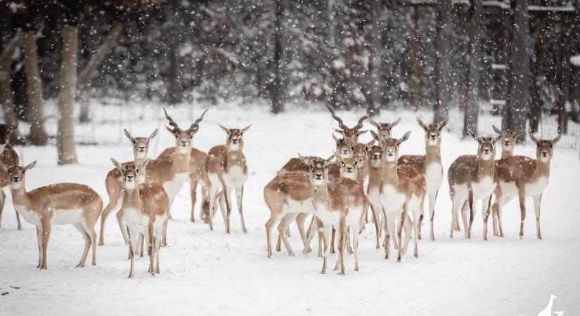 Kedvezményekkel és ünnepi nyitva tartással készül a téli szünetre a Veszprémi Állatkert