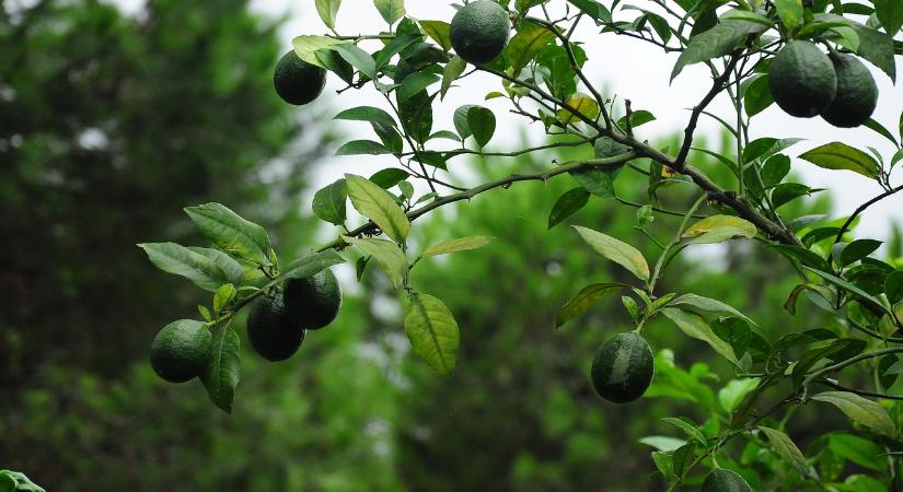 Görögország mezőgazdaságát egyre jobban sújtja a munkaerőhiány