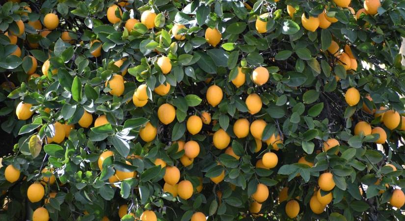 Válságban a görög agrárium – nincs, aki leszedje a termést