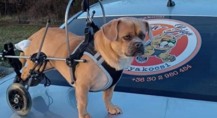 A Zsiga-Biga története – Egy ember, aki mozgást és életet ad a kisállatoknak