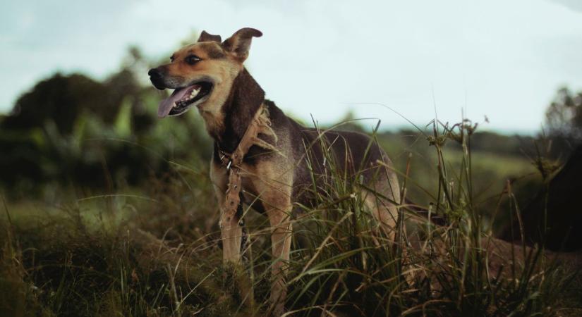 Kutyák szimatolják ki a szennyezett takarmányt