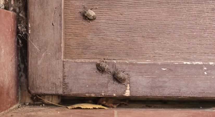 A betolakodók és kéretlen közelség is sok bosszúságot okozott