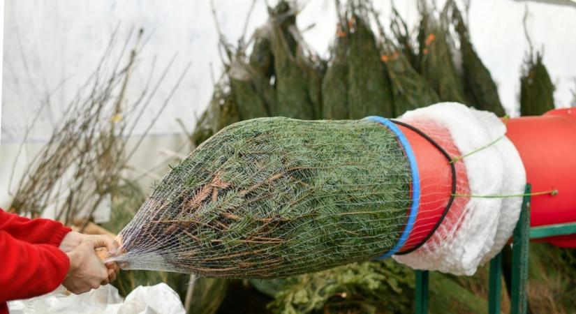 Drágul a karácsonyfa Szegeden, egyre többen rendelnek házhoz