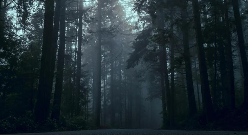 Hős erdész mentette meg az öngyilkosságra készülő tinit Jánoshalmán