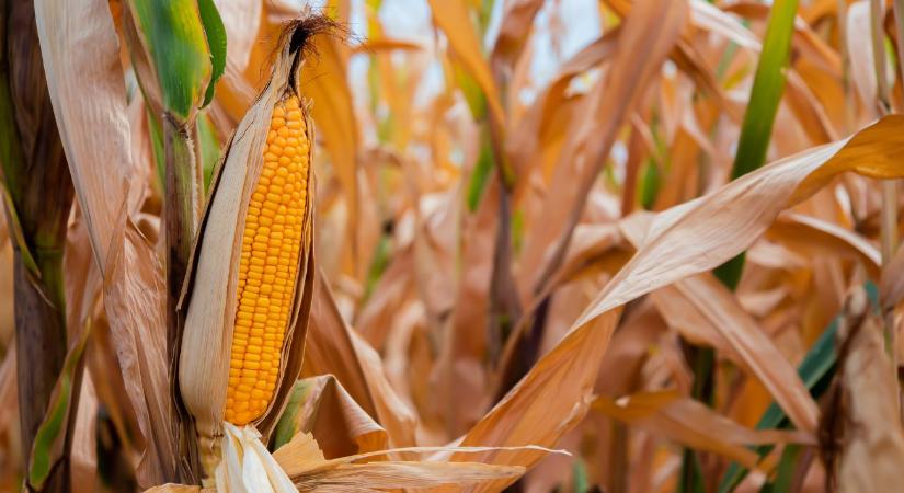 Nem mindegy, melyik kukoricát kapja a sertés – új szempont a fajtaválasztásban