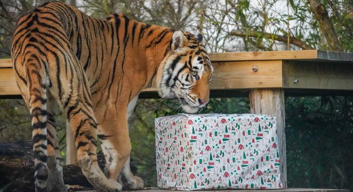 Ajándékkal és fenyőfával ünnepelheti élete első karácsonyát Aqua, a mentett tigris