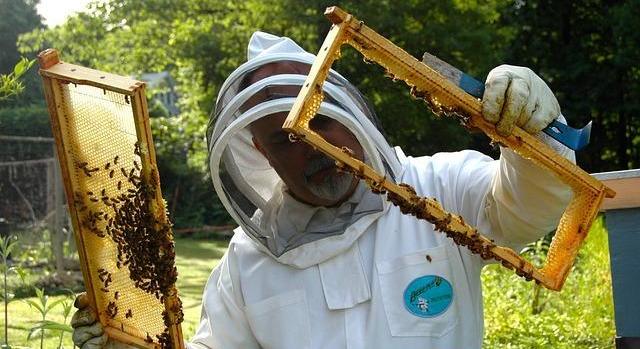 AM: megkezdődött a méh állatjóléti támogatások kifizetése