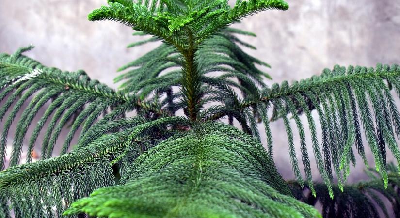 Feldíszíthető a szobafenyő karácsonyfának, lesz baja tőle?