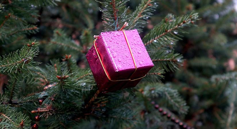 Karácsonyfa ápolása vágott és földlabdás formában – így marad friss, tartós és egészséges az ünnepek alatt