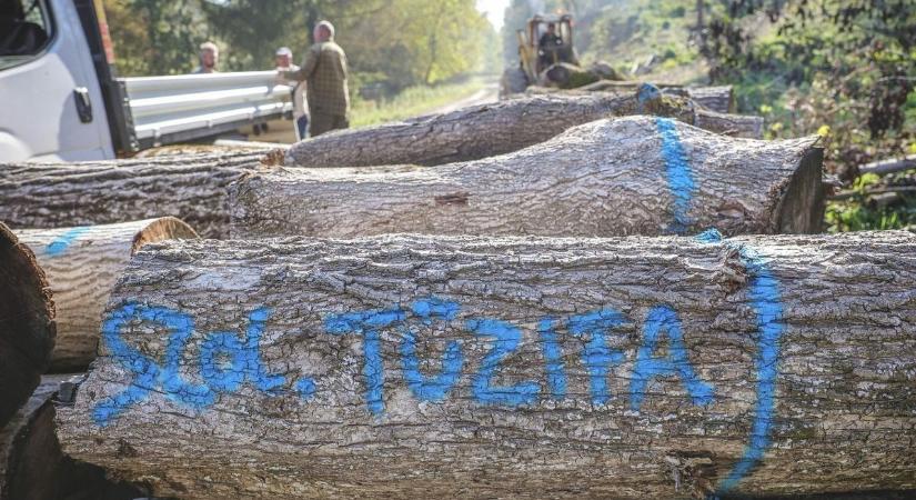 Nagypályásnak álltak a kisstílű a tűzifacsalók, már az áramszolgáltatóra is hivatkoznak