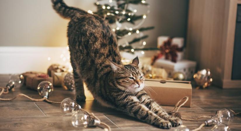 Macska vs. karácsonyfa: ha nem így dekorálsz, a cica fog győzni