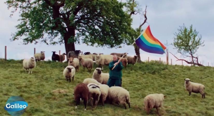 Hiánypótló kezdeményezés: homoszexuális kosok gyapjújából indított divatmárkát egy német juhász (VIDEÓ)