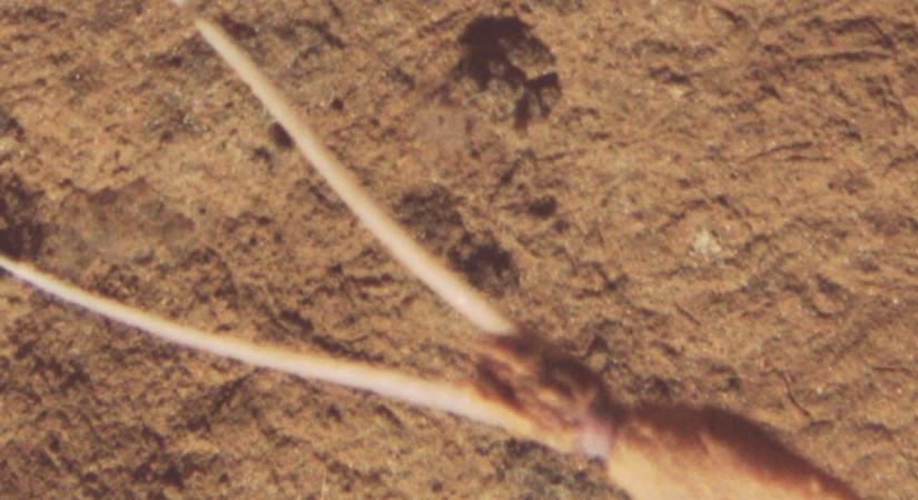 Nagyon furcsa dolgot művel az óceán mélyén egy ismeretlen élőlény