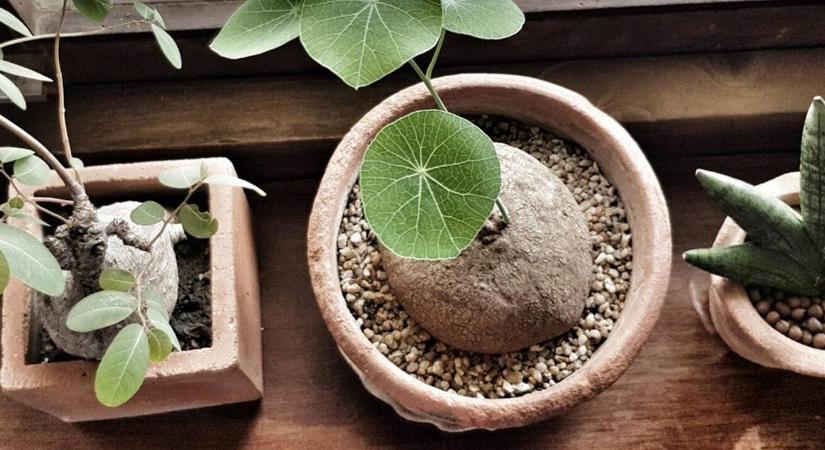 Tényleg elszívják az oxigént éjjel a növények?