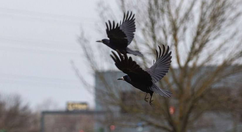A karácsony nem az ajándékról szól, mégis tömve az üzletek, a varjak problémája is megoldatlan