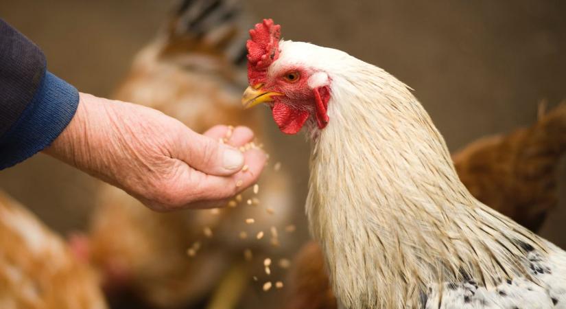 Madárinfluenza: történelmi magasságokban az esetszám, szigorúbb intézkedésekre van szükség