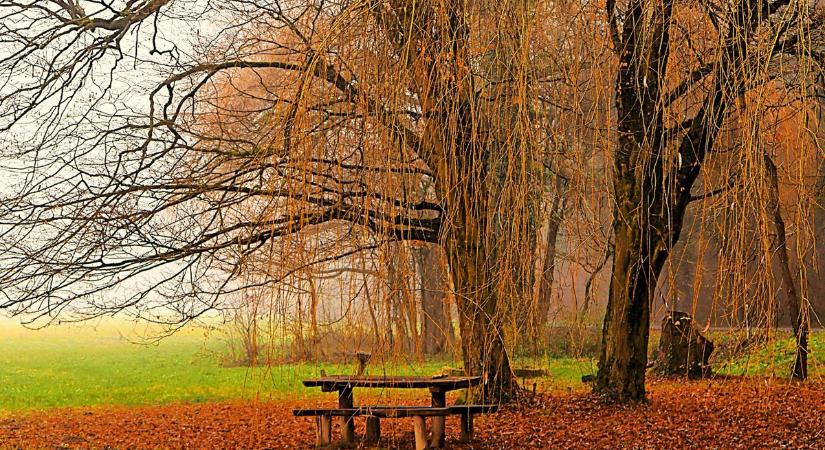 Fűzfák a ködös réten (galéria)