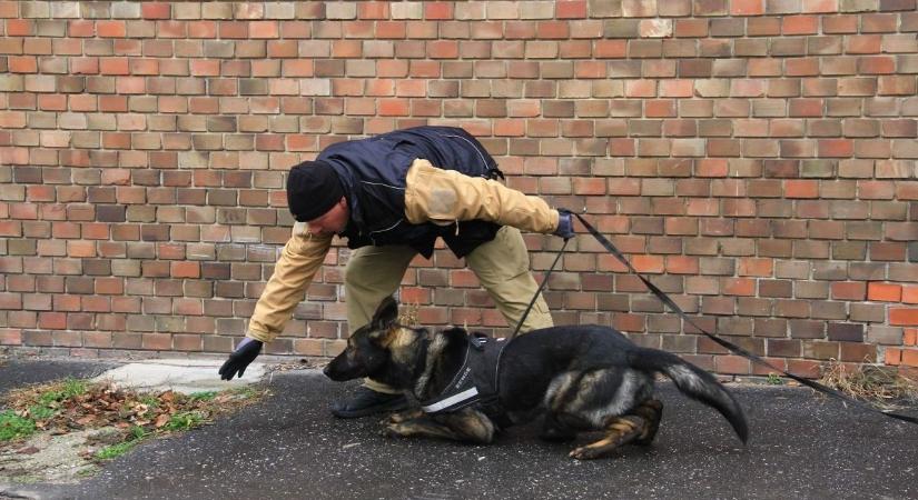 Rendőr kutyák akcióban: közös, összevont képzés Székesfehérváron (galéria)