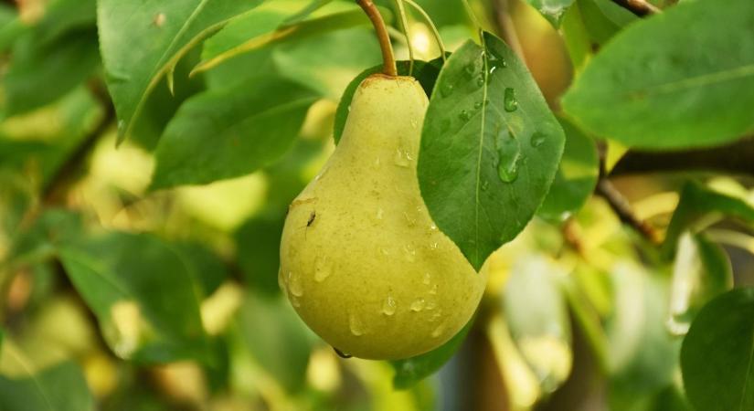 Cukros gyümölcs, keserű szezon? A körtepiac kihívásai Európától Indiáig