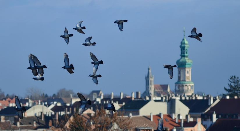 Robbanásszerűen terjed a madárinfluenza Európában