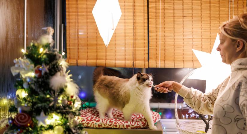 Ínycsiklandó karácsonyi receptek macskáknak