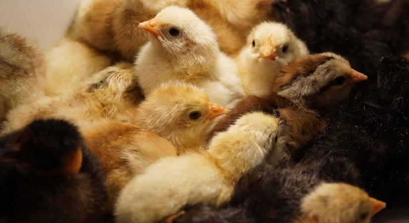 Napirenden az állatjóléti szabályok felülvizsgálata, védeni kell a szektort