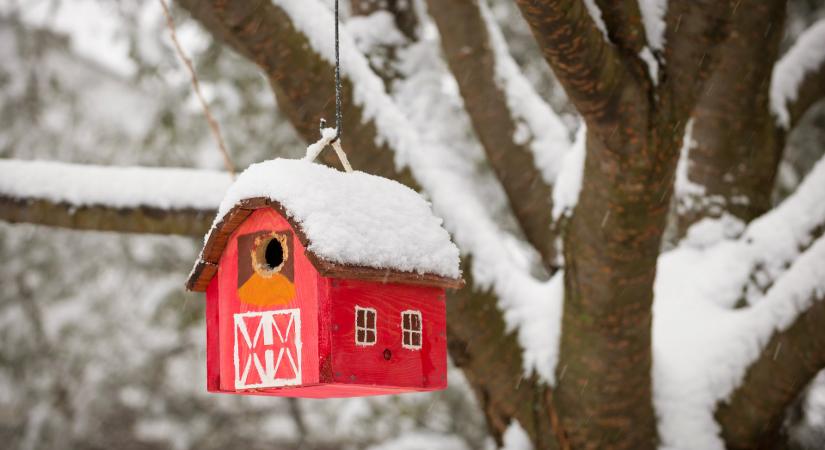 Ötleteink a téli madáretetés izgalmassá tételéhez
