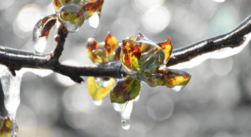 Ezek a pókok télen segítik a gyümölcstermesztők munkáját