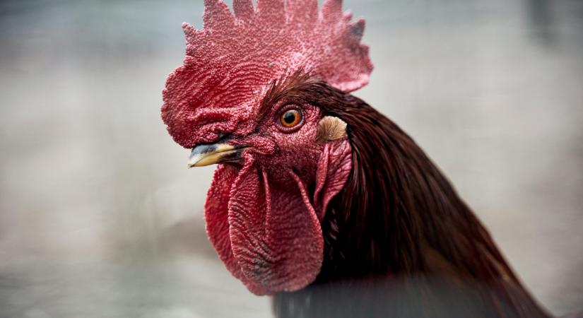 Gyurit elvitte a róka, Marci az új király