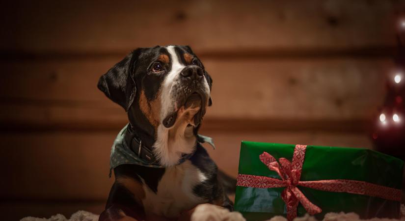 Kedvencek karácsonya – Fenntartható ajándékötletek háziállatoknak