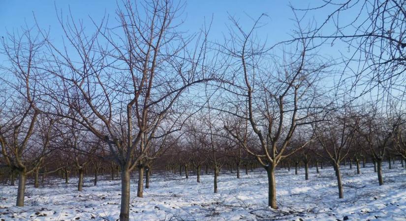 Mélynyugalmi állapotban gyümölcsfáink - Lesz-e böjtje az enyhe időjárásnak?