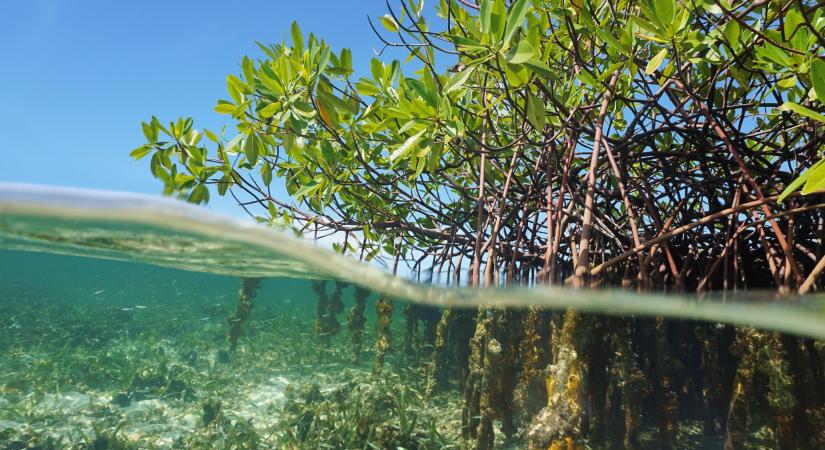Önálló robotok serege állíthatja helyre a természetet