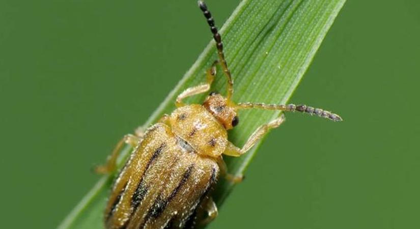 Valami megváltozott Baranya erdeiben – a kutatók sem erre számítottak