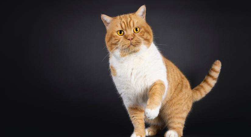 Ezeket a macskafajtákat ismerték el először hivatalosan