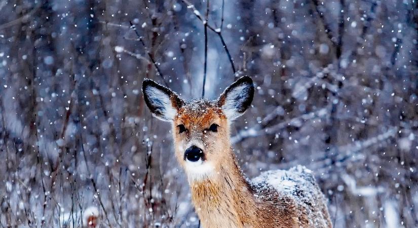 Mégis havas lehet a karácsony az ország egyes részein?