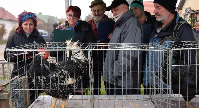 Héjatámadást túlélte, most szépségversenyt nyert! Megvan az új zalai kakaskirály (galéria, videó)