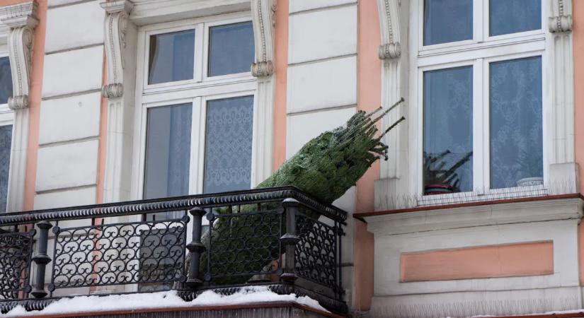 Így tárold a vágott fenyőt, hogy sokáig ne hulljon a levele