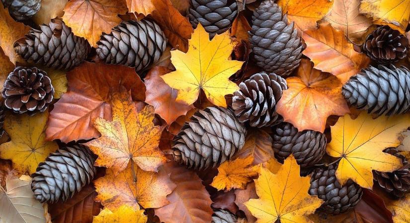 Természetes téli dekorációk: így használjuk a kert kincseit