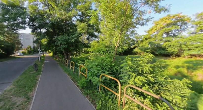 Hódítanak a hódok az Eger-pataknál, a fákon látszanak a nyomaik - fotókkal