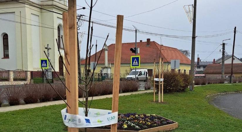 10 fa ereszt gyökeret a városban – három helyszínen ültettek
