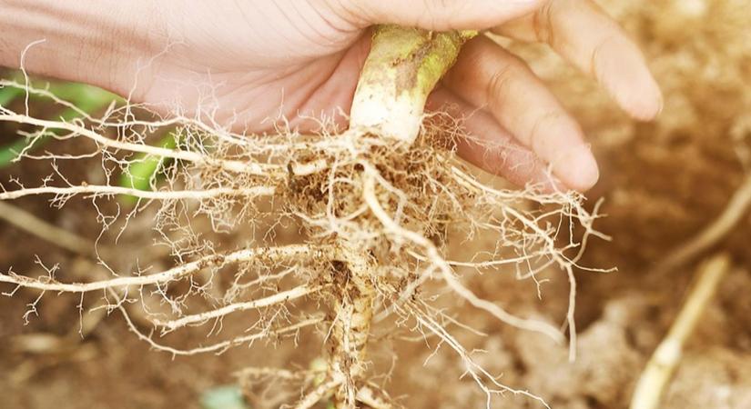 A gyökérzóna megóvása – miért ez a legfontosabb?