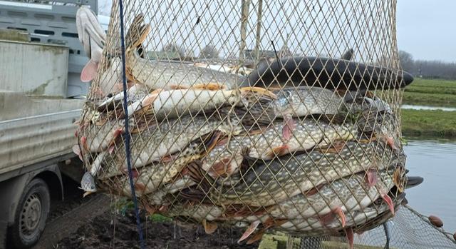 Jövőre is lesz mit kifogni a Keleti-főcsatornából – telepítési időpontok, jegyárak