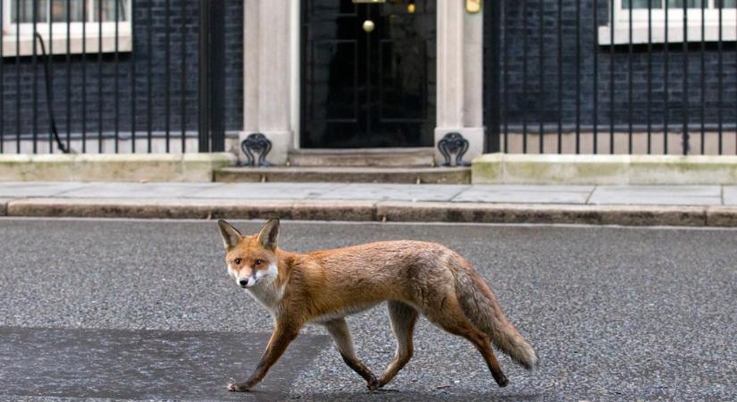 Emberre is halálos parazitákat terjeszthetnek a rókák