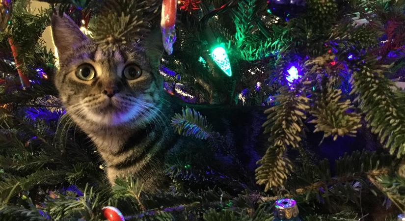 Cicabiztos karácsonyfa: így előzheti meg az ünnepi baleseteket