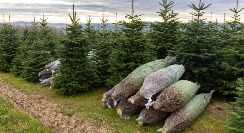 Zseniális trükkök, hogy tovább maradjon zöld és üde a karácsonyfa